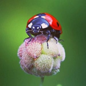 Meet your Posher, Sherlz